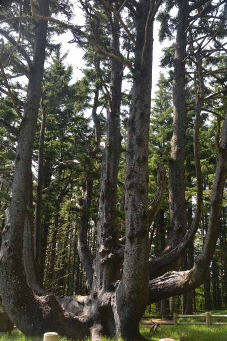 Octopus tree